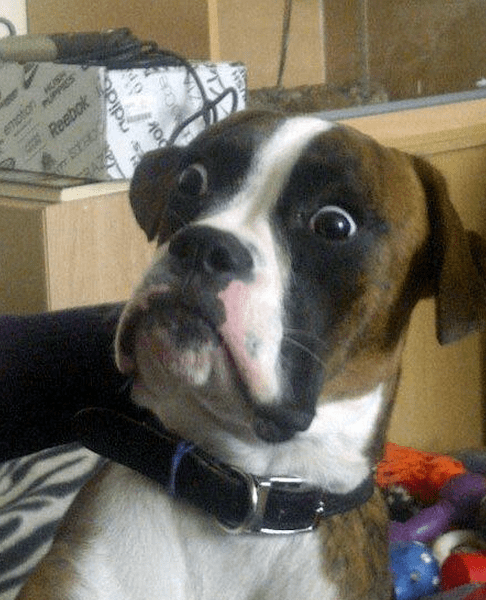 Shocked looking dog